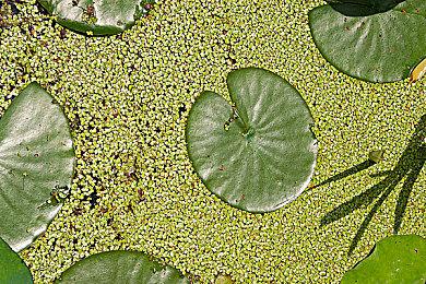 《城市：天际线2》不支持Steam创意工坊 将为主机平台提供Mod